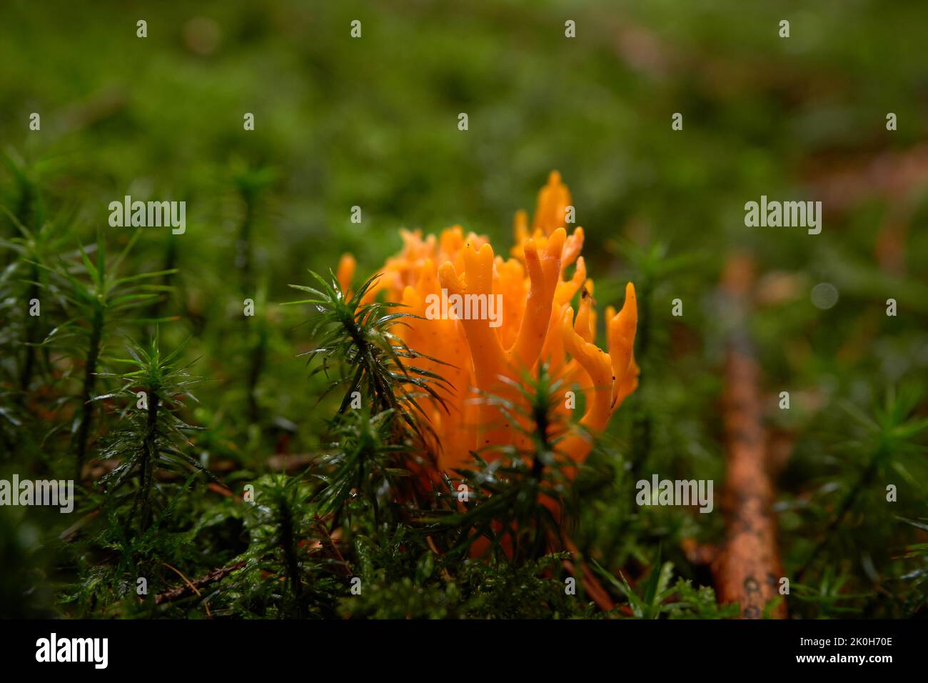 Yellow stagshorn (Calocera viscosa) in the moss of the forest floor Stock Photo