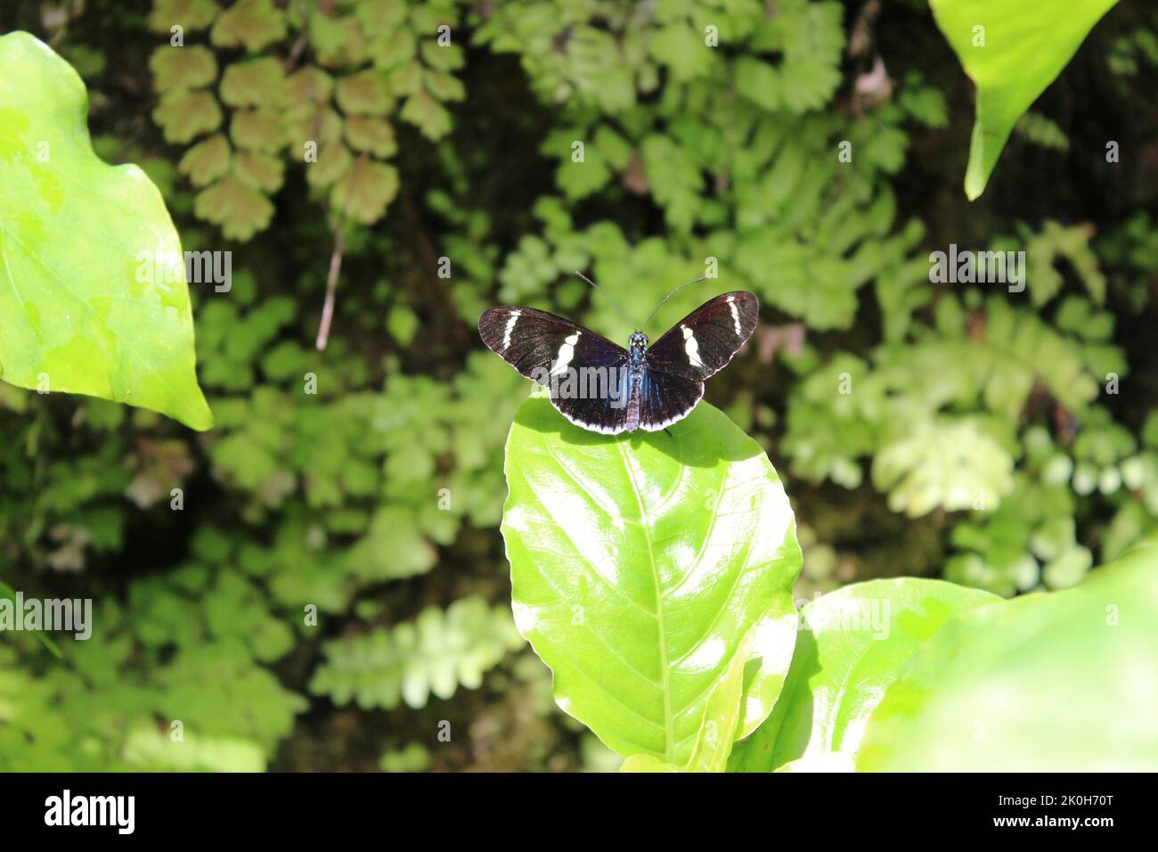 A shallow focus shot of Sara longwing butterfly on green leaf Stock ...