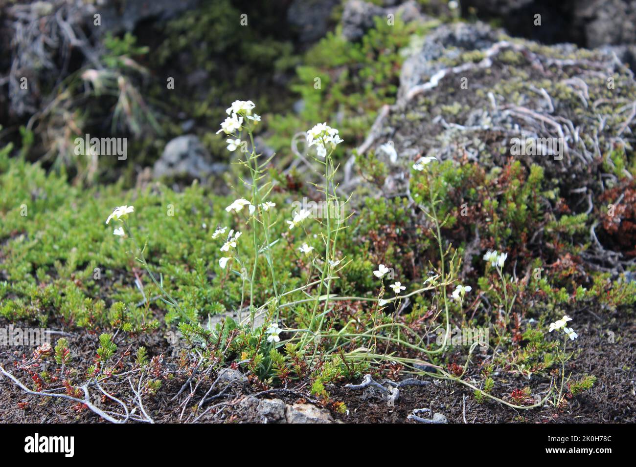 The white Arabidopsis lyrata flowers growing by rocks in the forest in Iceland Stock Photo