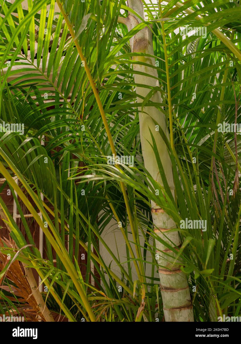 Palm tree leaves background. Tropical plant. Stock Photo