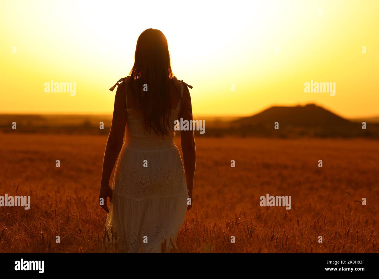 Back view portrait of a woman silhouette walking in a wheat field at sunset Stock Photo
