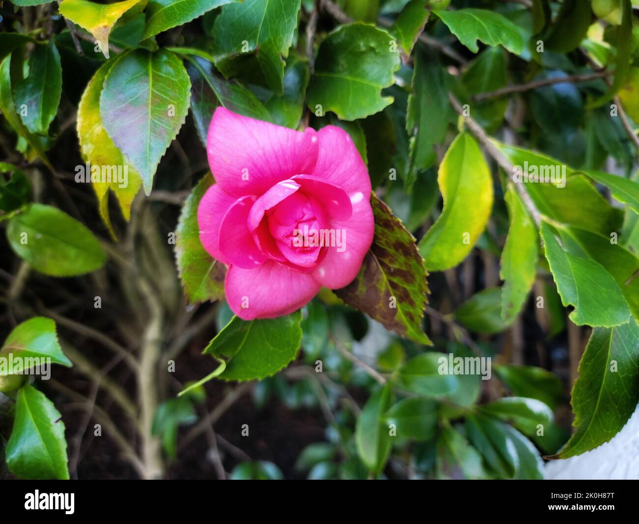 A closeup shot of camellia japonica (japanese camellia) Stock Photo