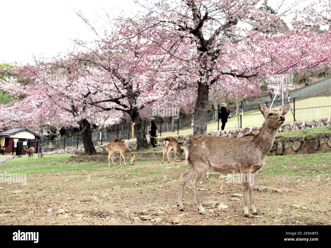 Blooming sakura trees and sika deer (Cervus nippon), Nara, Japan. Famous tourist attraction - wild deer in Nara Park. Sakura blossom season. Cherry bl Stock Photo