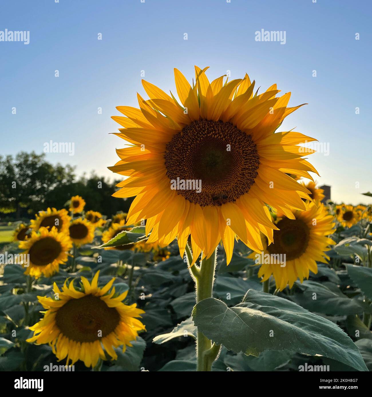 A beautiful field of blooming sunflowers Stock Photo - Alamy