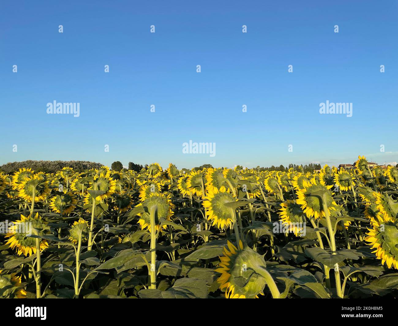 A beautiful field of blooming sunflowers Stock Photo - Alamy