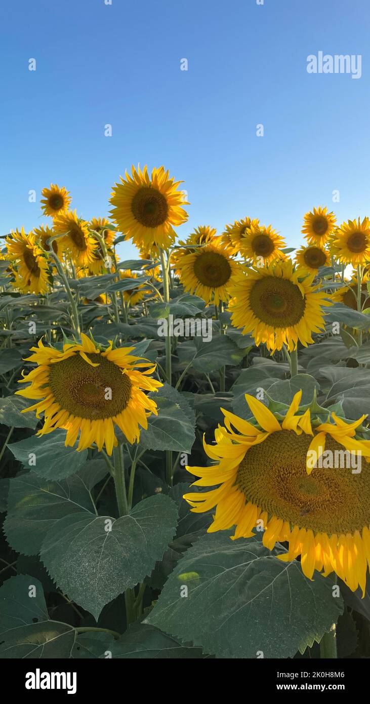 A beautiful field of blooming sunflowers Stock Photo - Alamy