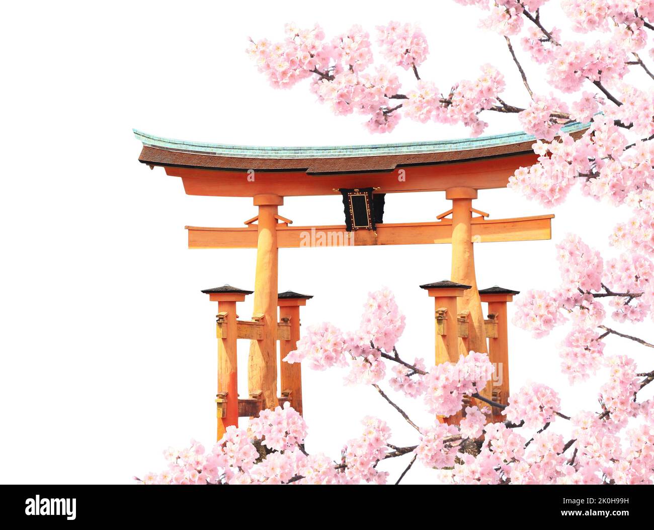Branch of the blooming sakura with pink flowers and Torii gate. Spring sakura blossoming season in Japan. Isolated on white background Stock Photo