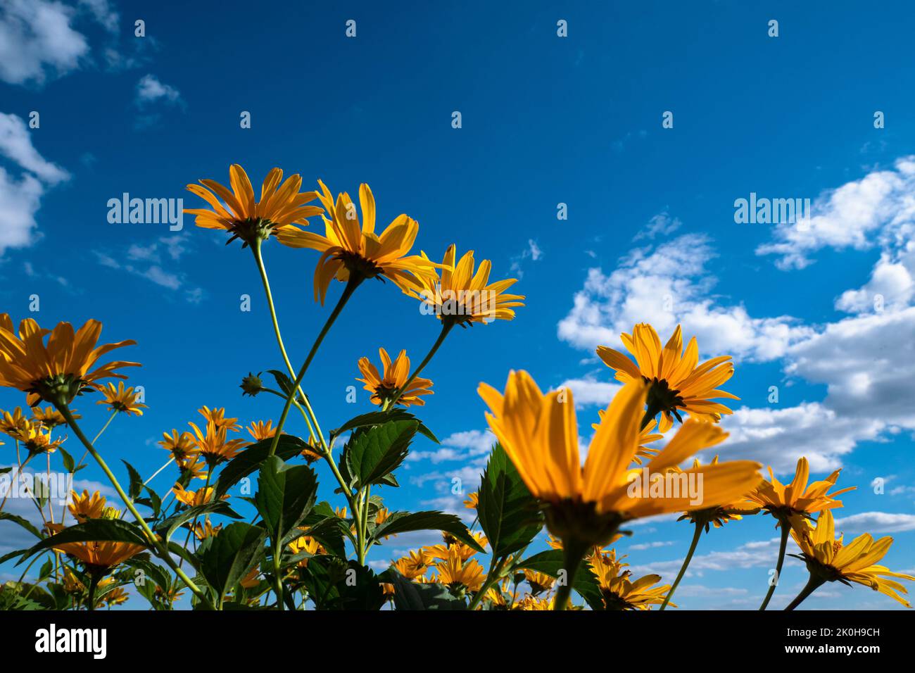 yellow wild flowers reach for the blue cloudy sky. Stock Photo