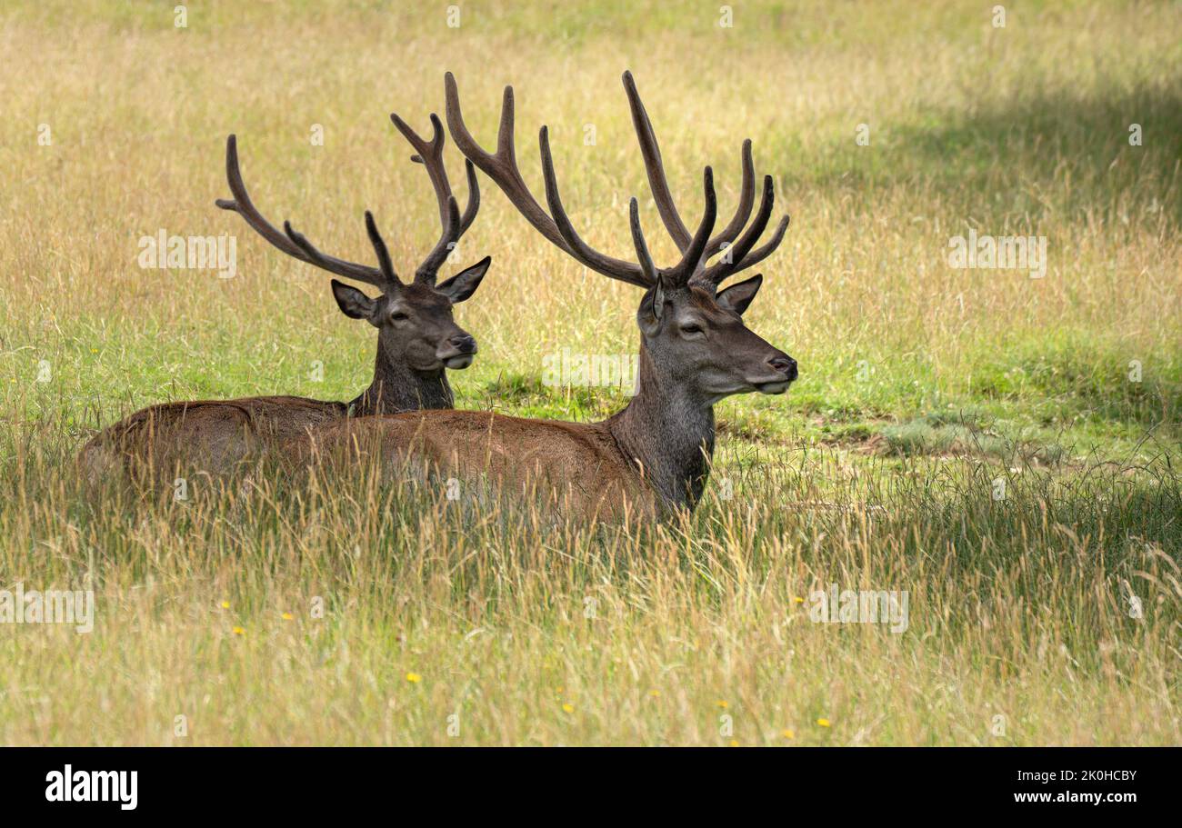Two red deer with antlers lying in the summery tall grass Stock Photo