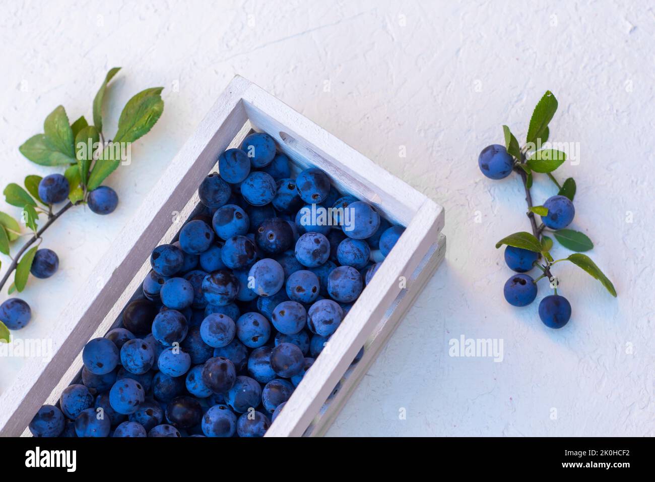 Sloe berry variety Stock Photo