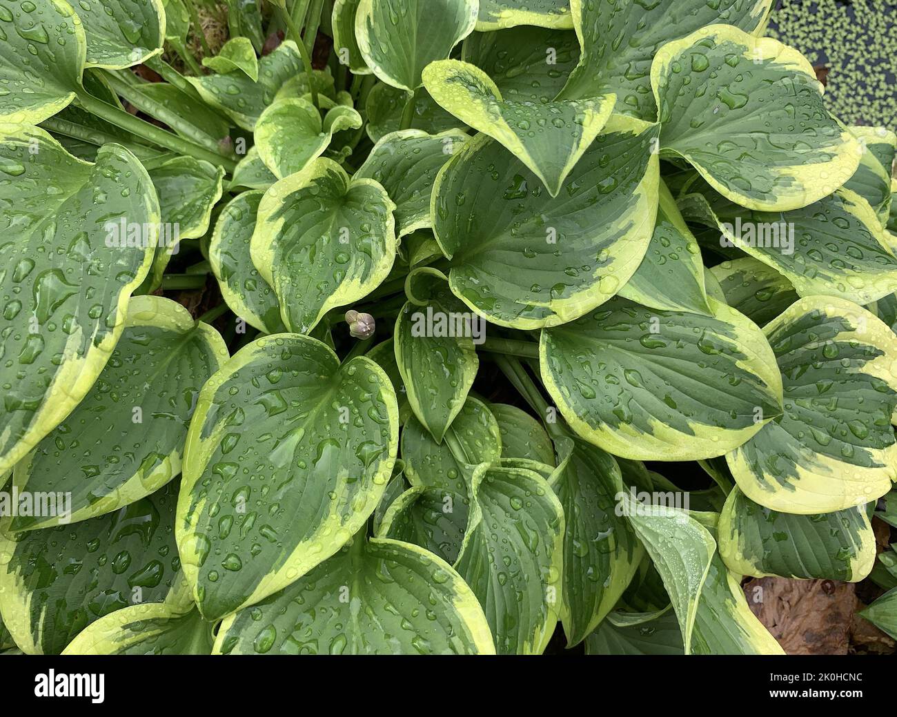 Close up of the variegated leaves of Hosta Winsome garden plant seen in the UK in summer. Stock Photo