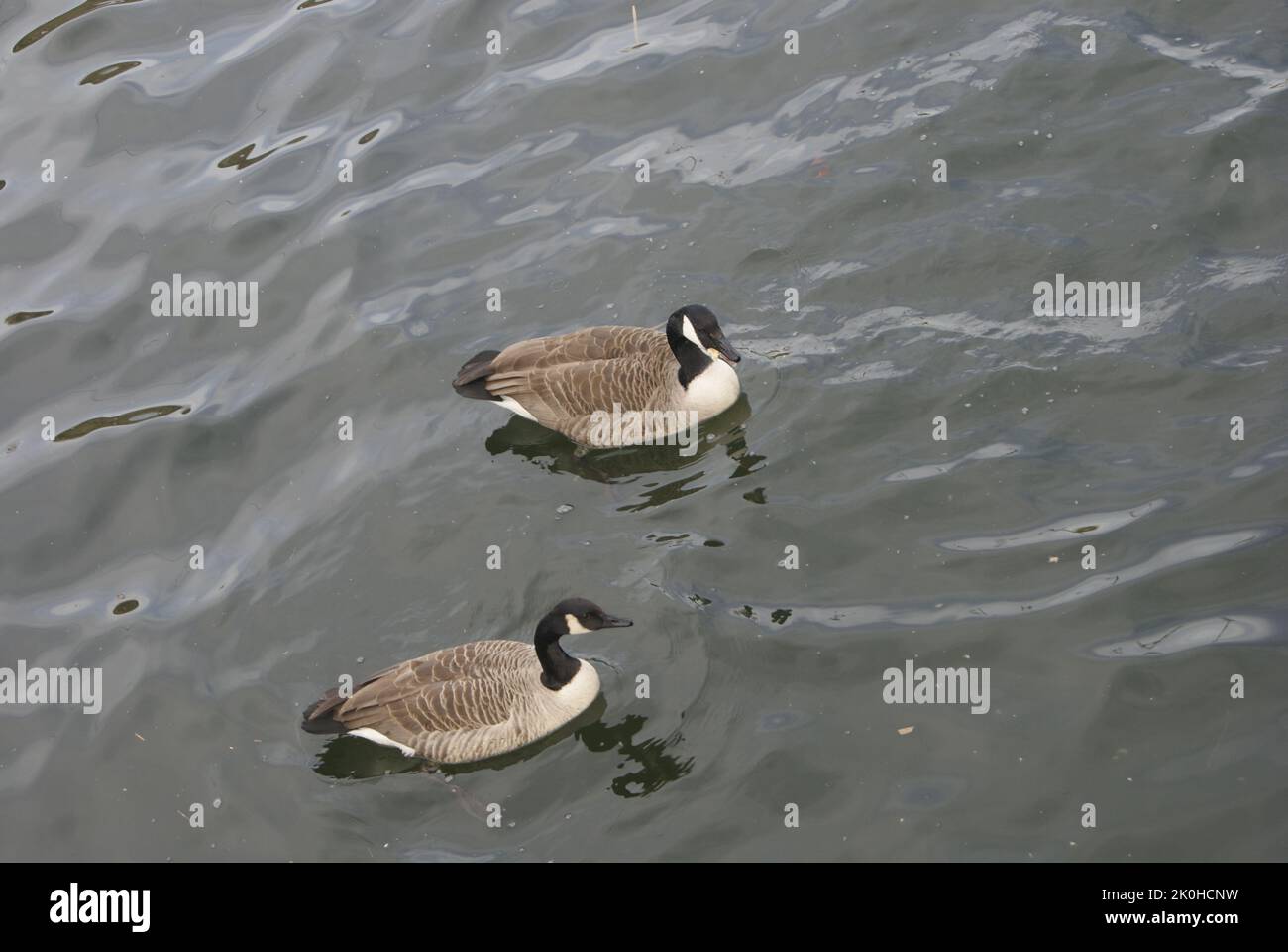 LE LAC DE VIRY CHATILLON,ESSONE,FRANCE Stock Photo Alamy