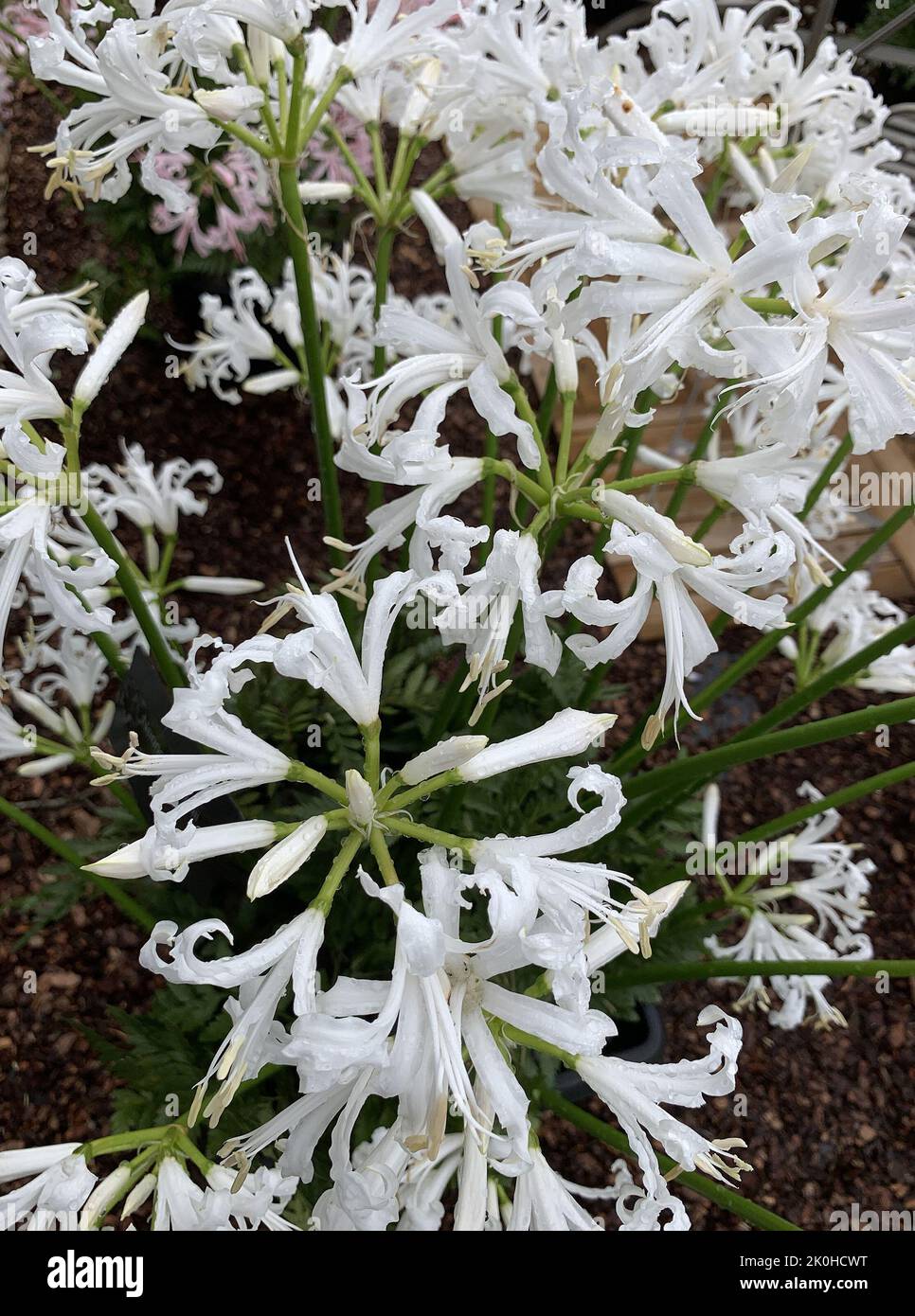 Close up of the large white flower of Nerine bowdenii Alba seen in the garden in the UK. Stock Photo