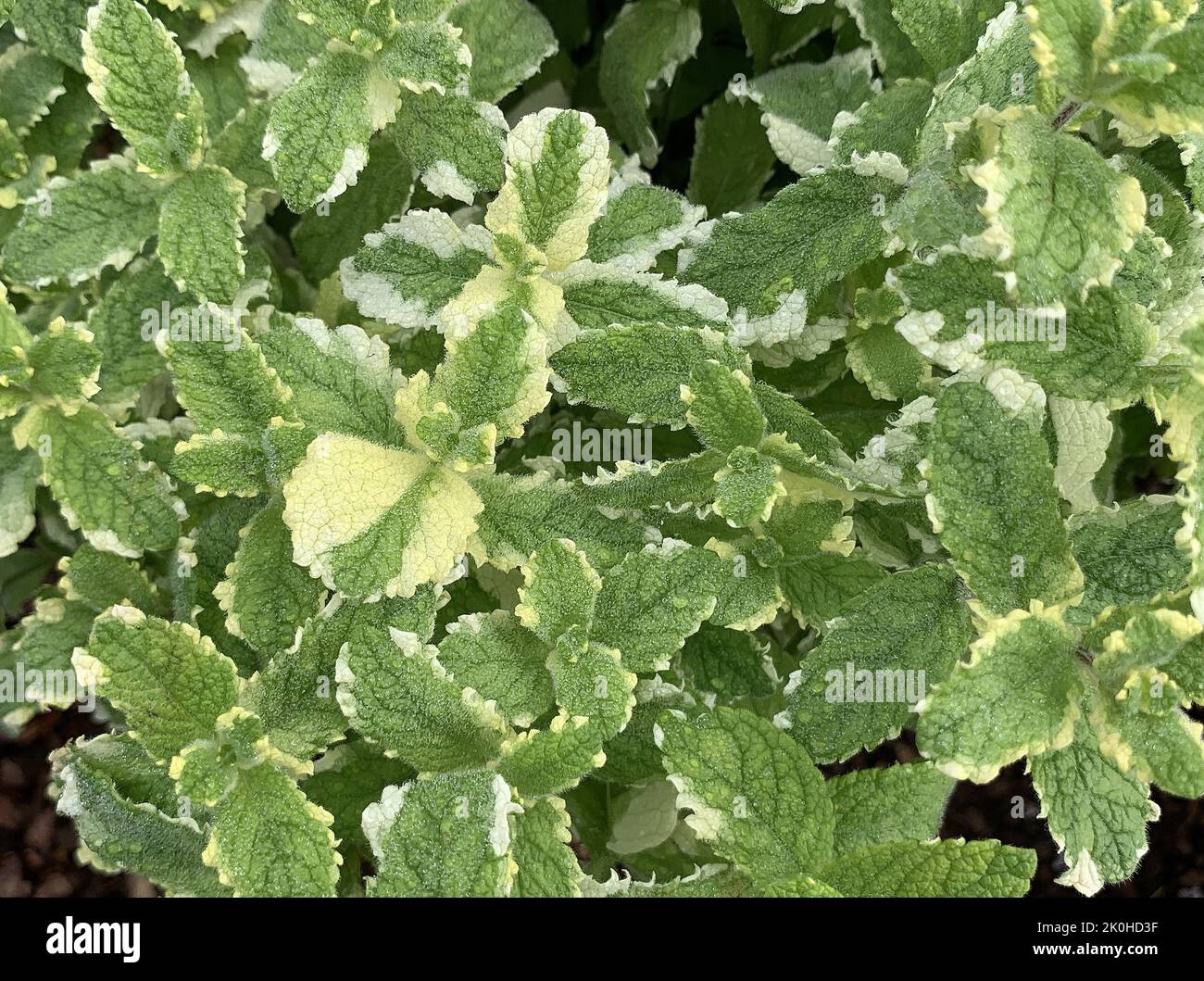 Close up of the variegated leaves of pineapple mint Mentha suaveolens Variegata plant seen in the garden in the UK in late summer. Stock Photo