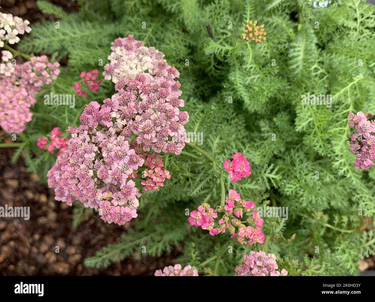 Close up of the flowers and leaves of the herbaceous perennial Achillea millefolium Cerise Queen plant seen in the garden in the UK in summer. Stock Photo
