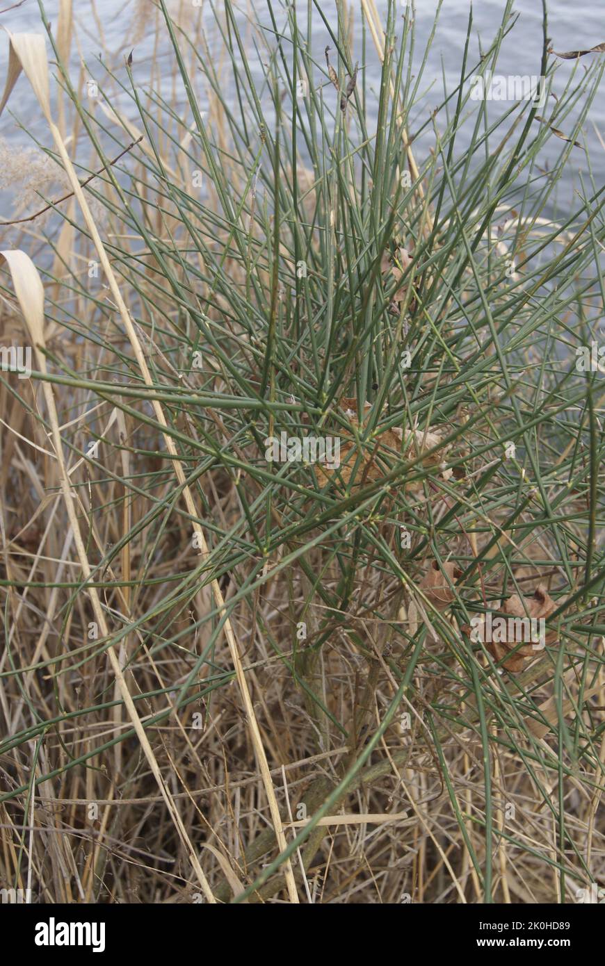 LE LAC DE VIRY CHATILLON,ESSONE,FRANCE Stock Photo Alamy