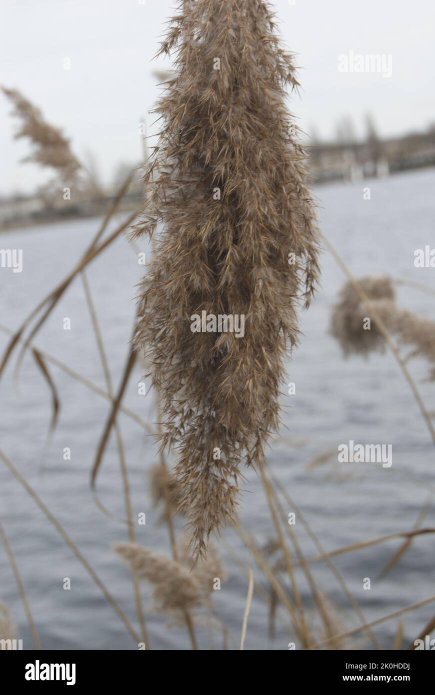 LE LAC DE VIRY CHATILLON,PLANTE FRAGILE,ESSONE,FRANCE Stock Photo Alamy