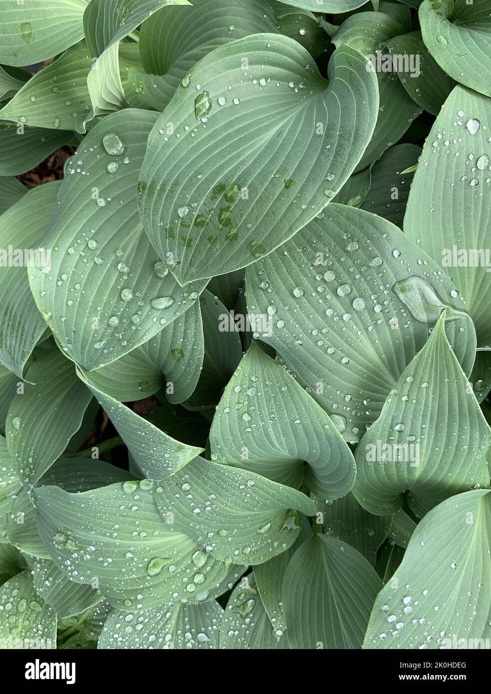 Close up of Hosta Hadspen Blue seen in the garden in the UK in late summer. Stock Photo