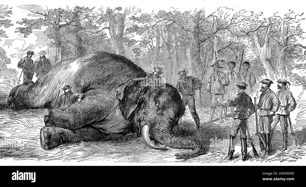 Big game hunting drawing hi-res stock photography and images - Alamy, image size:1300x797