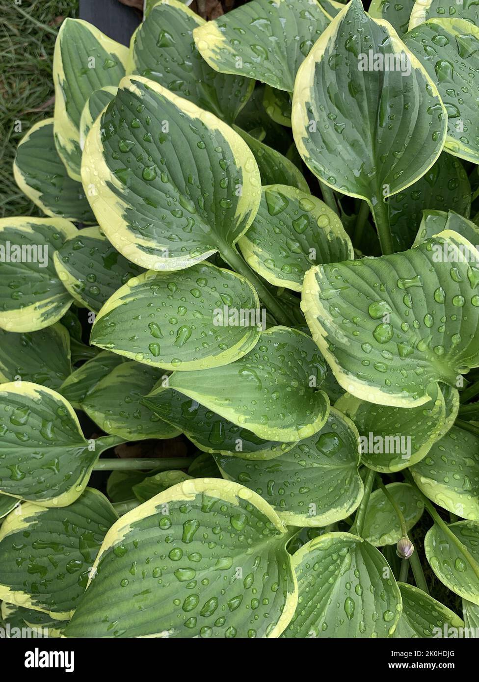 Close up of Hosta Winsome plant seen in the garden in the UK in late summer. Stock Photo