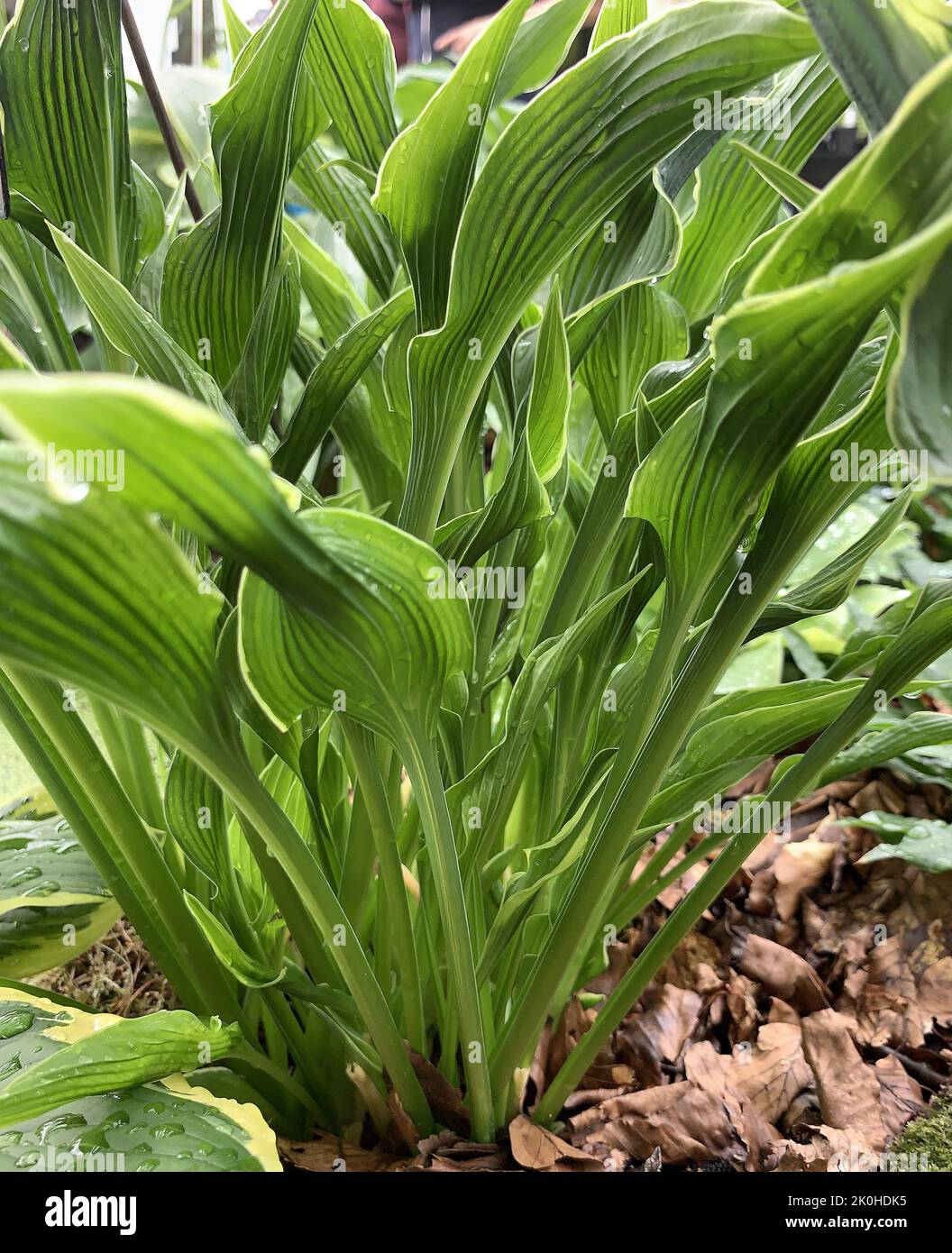 Close up of Hosta Praying Hands seen in the garden in the UK in late summer Stock Photo