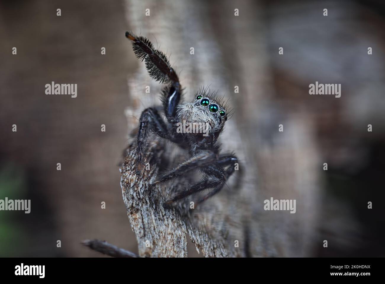 Green eyed jotus jumping spider which is common in the forests of Western Australia Stock Photo