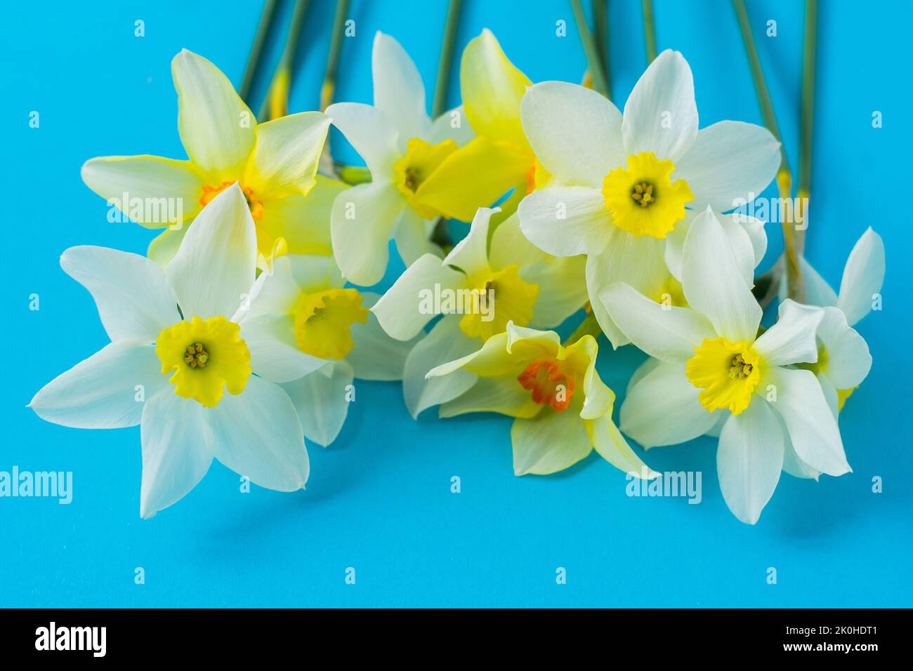 White and yellow daffodils on a blue background. Flower with orange