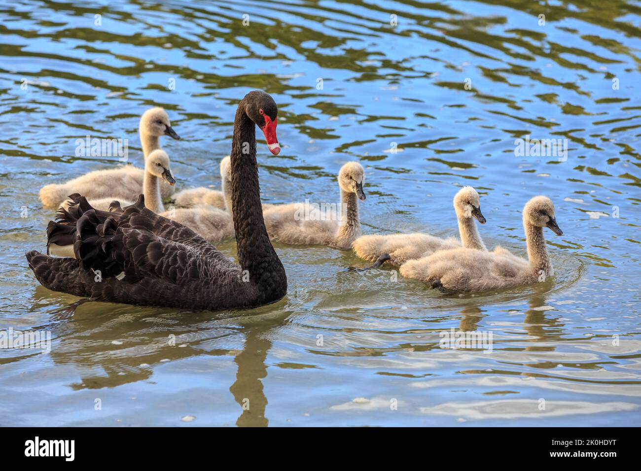 A black swan swimming on a lake, with her family of fluffy cygnets alongside her Stock Photo