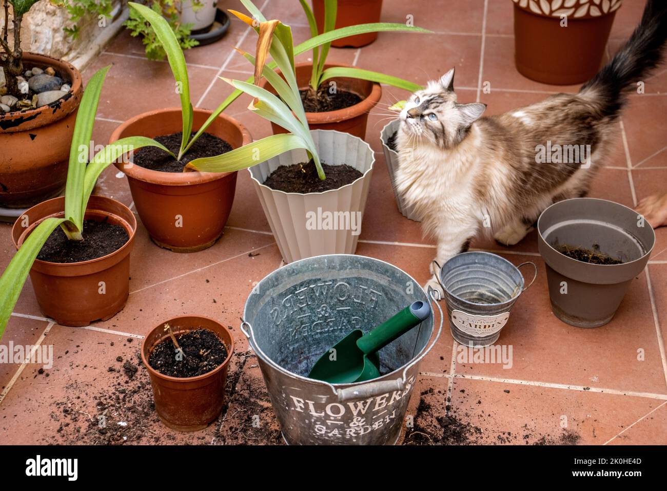 Home gardening scene. gardening tools and soil for planting. Toxic plants for cats. Gardening concept. Stock Photo