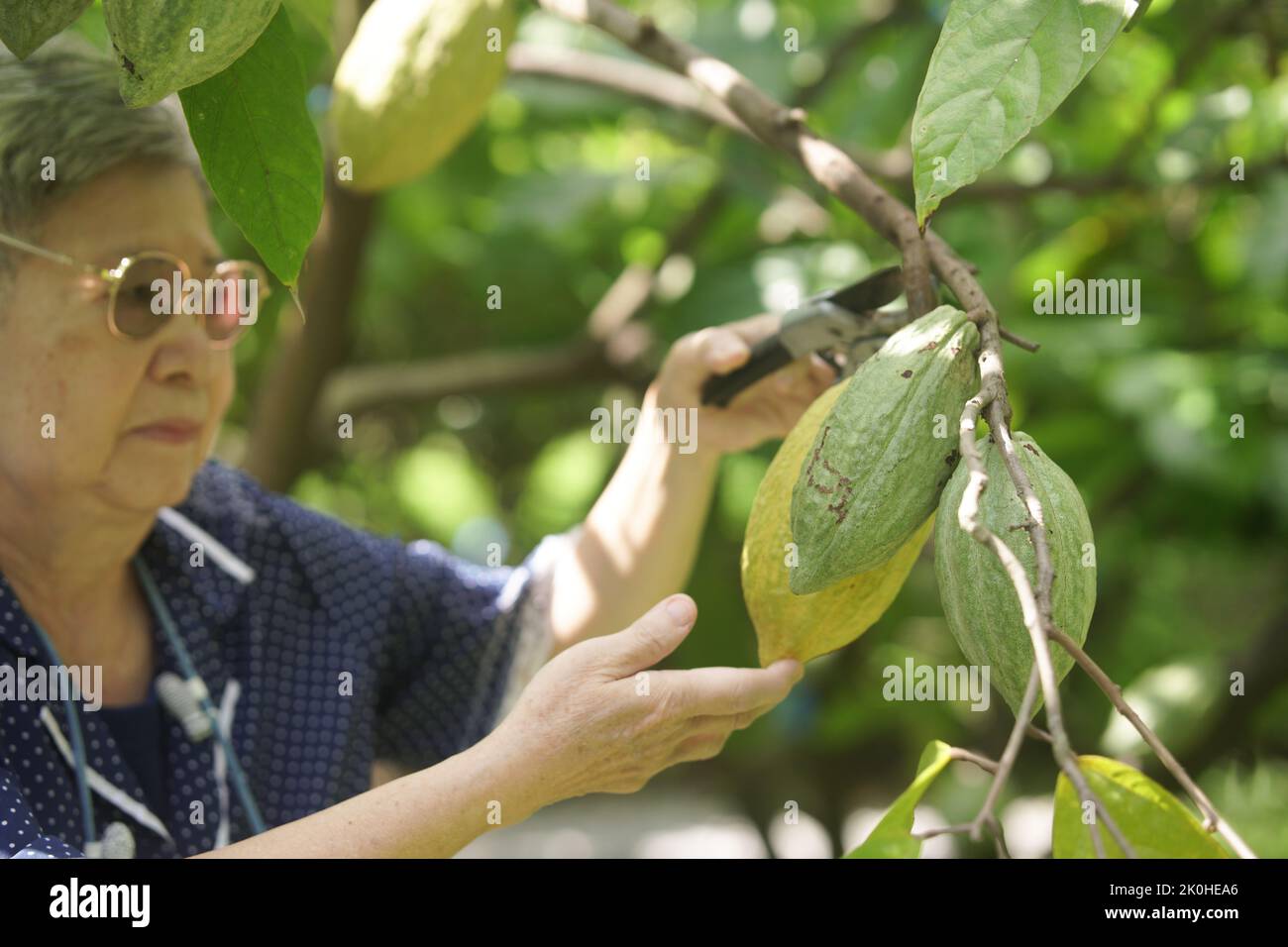 farmer use pruning shear to harvest cacao bean fruit cocoa pod from tree Stock Photo