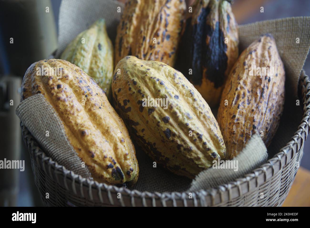 cacao bean fruit cocoa pod in rattan basket harvesting from farm Stock Photo