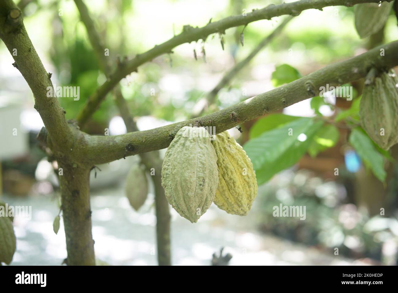 cacao bean fruit cocoa pod on tree in farm Stock Photo