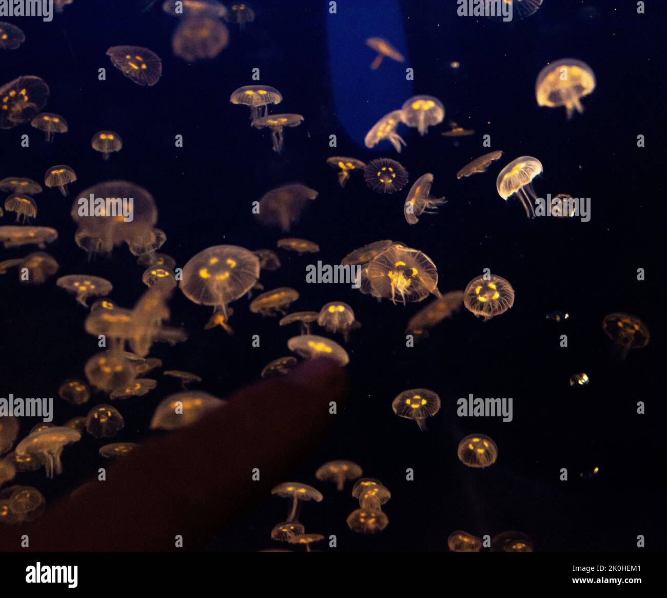 A jellyfish swimming inside the aquarium Stock Photo - Alamy