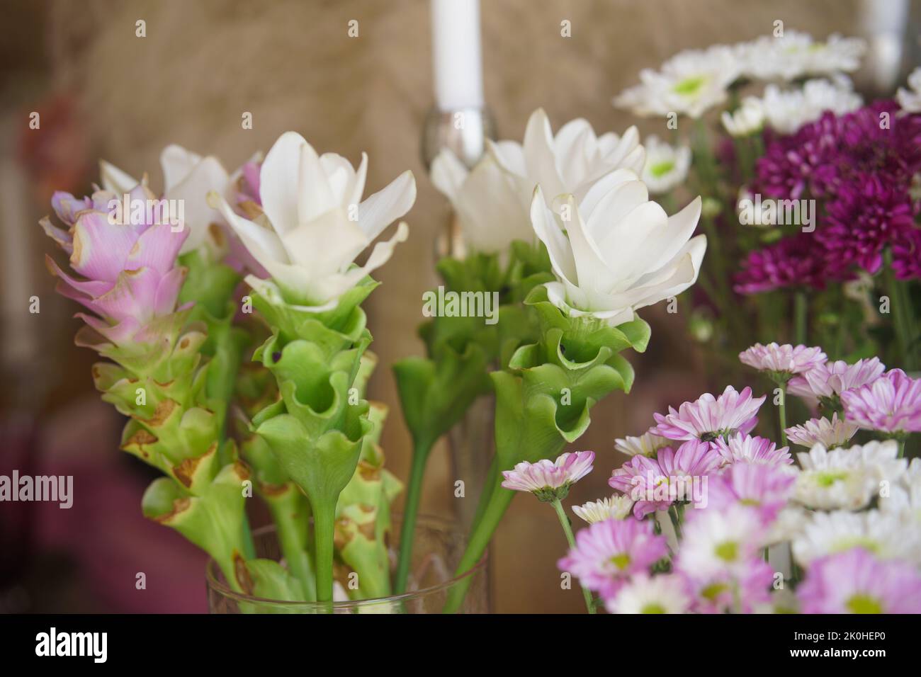 blooming white Siam Tulip chrysanthemum flower decorating in vase Stock Photo