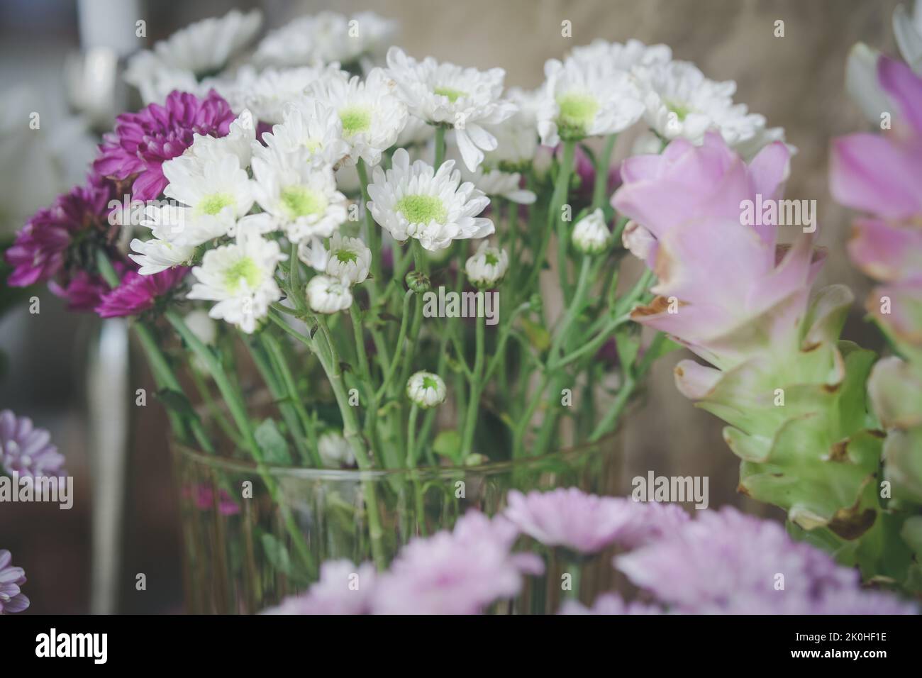 blooming chrysanthemum Siam Tulip flower decorating in vase Stock Photo