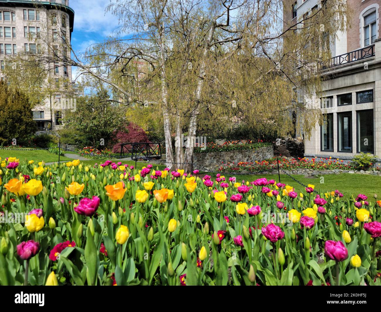 The close-up view of Chinese peony flowers and tulips in the garden between the buildings Stock Photo