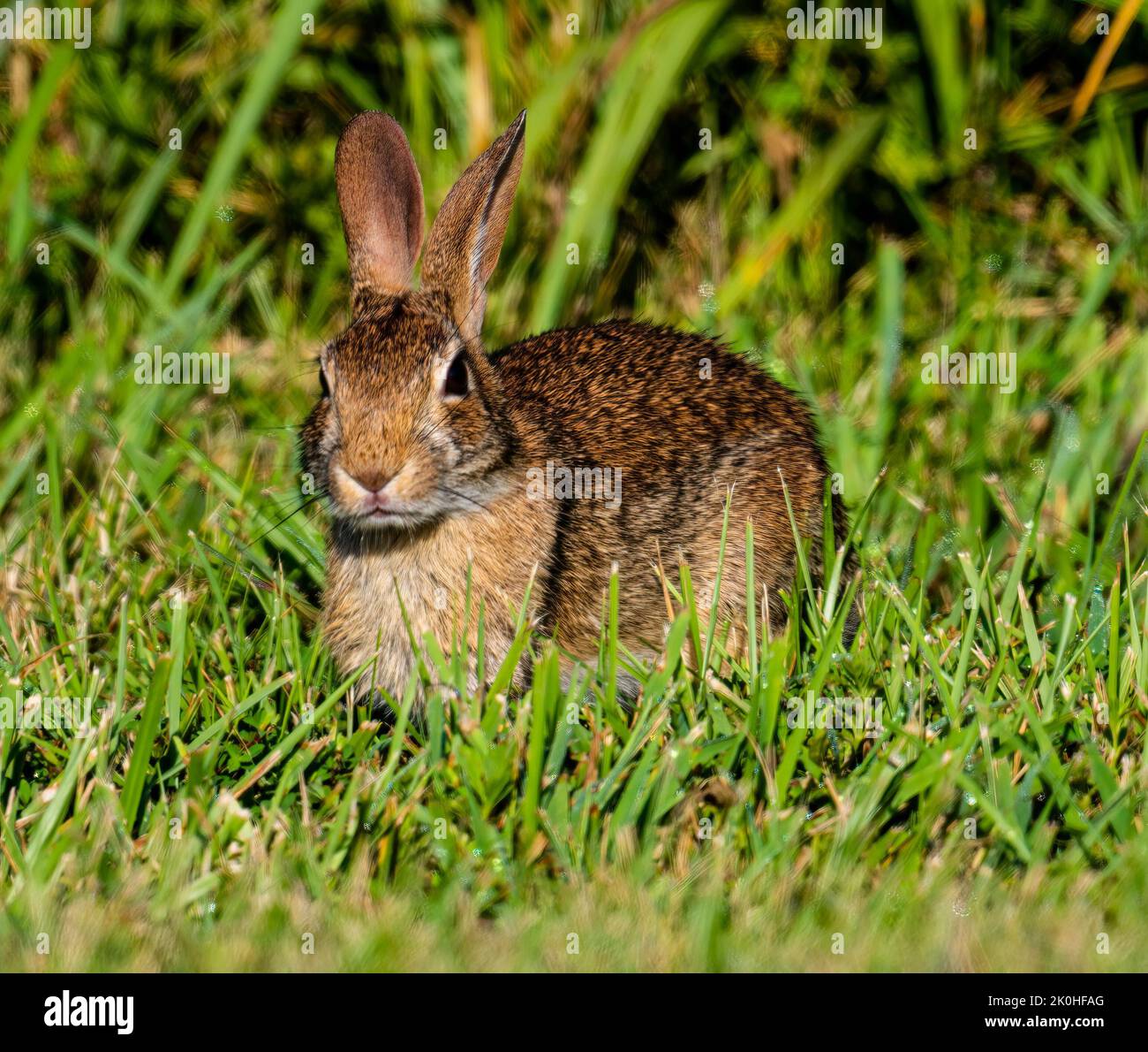 Rabbit basking in sunlight hi-res stock photography and images - Alamy