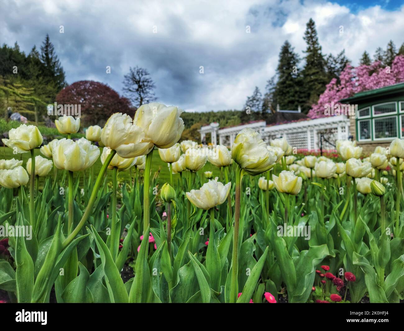 The view of white garden tulip heads under the cloudy sky in a garden ...