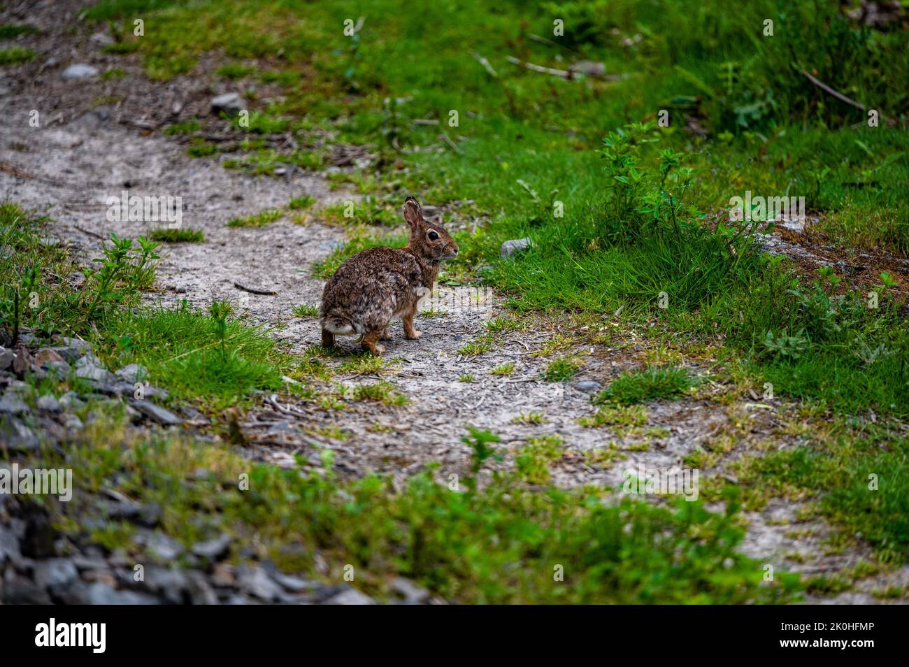The high-angle view of a brown cotton tail rabbit on the field with ...