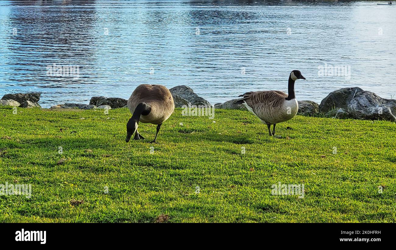 Two Canada geese (Branta canadensis) on the grass Stock Photo