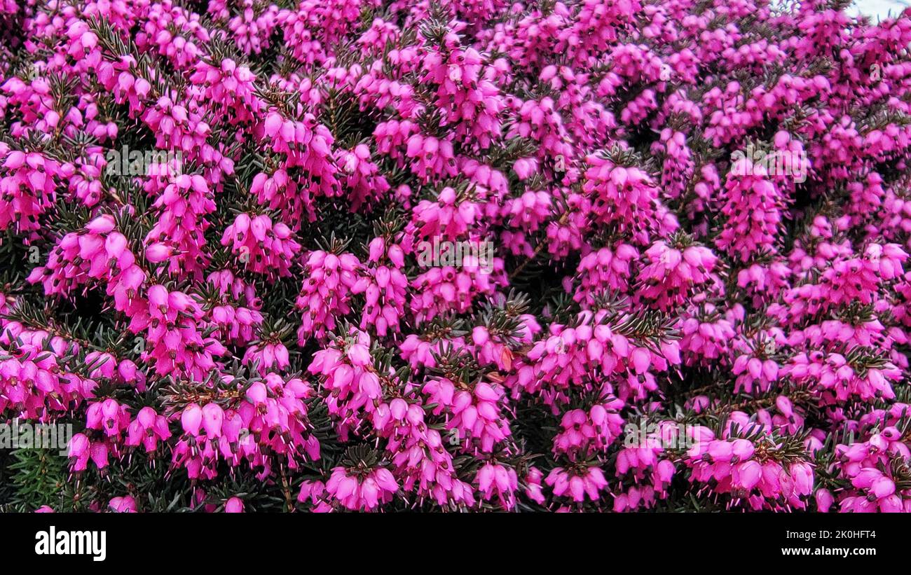 An erica x darleyensis 'Darley Dale' flower garden Stock Photo