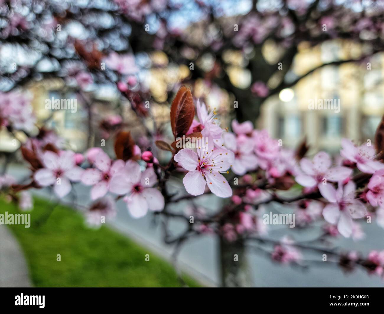 A closeup shot of pink cherry blossoms Stock Photo - Alamy