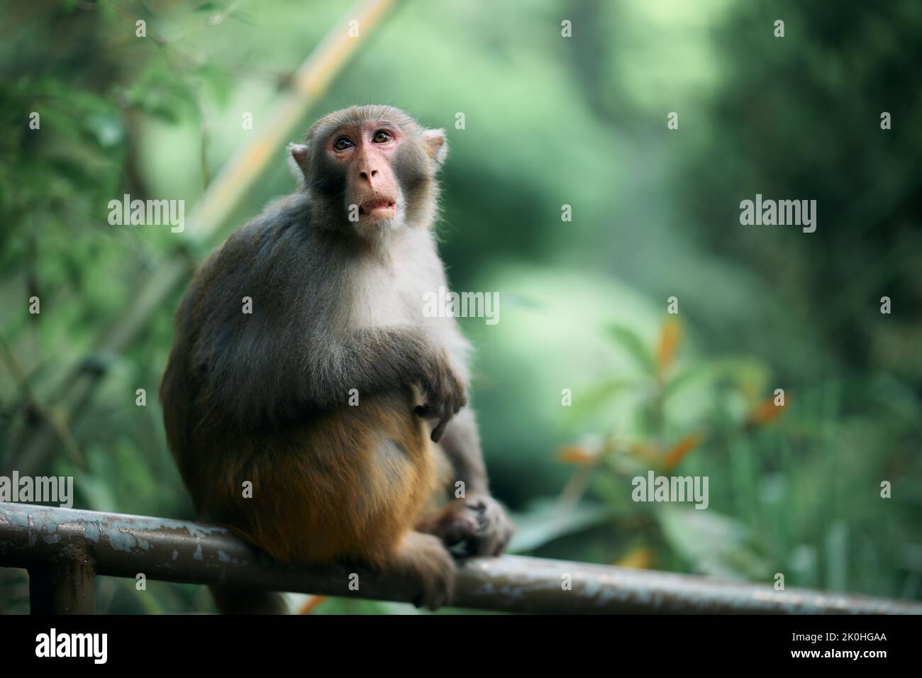 Metal Rhesus Monkey A focus shot of a cute rhesus monkey sitting on a metal railing in a ...