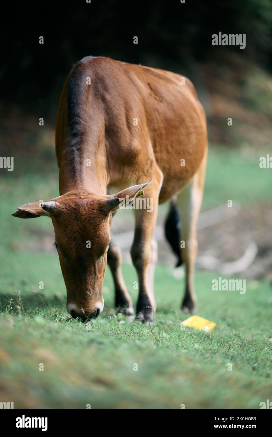 Vertical shot grazing cattle hi-res stock photography and images - Alamy
