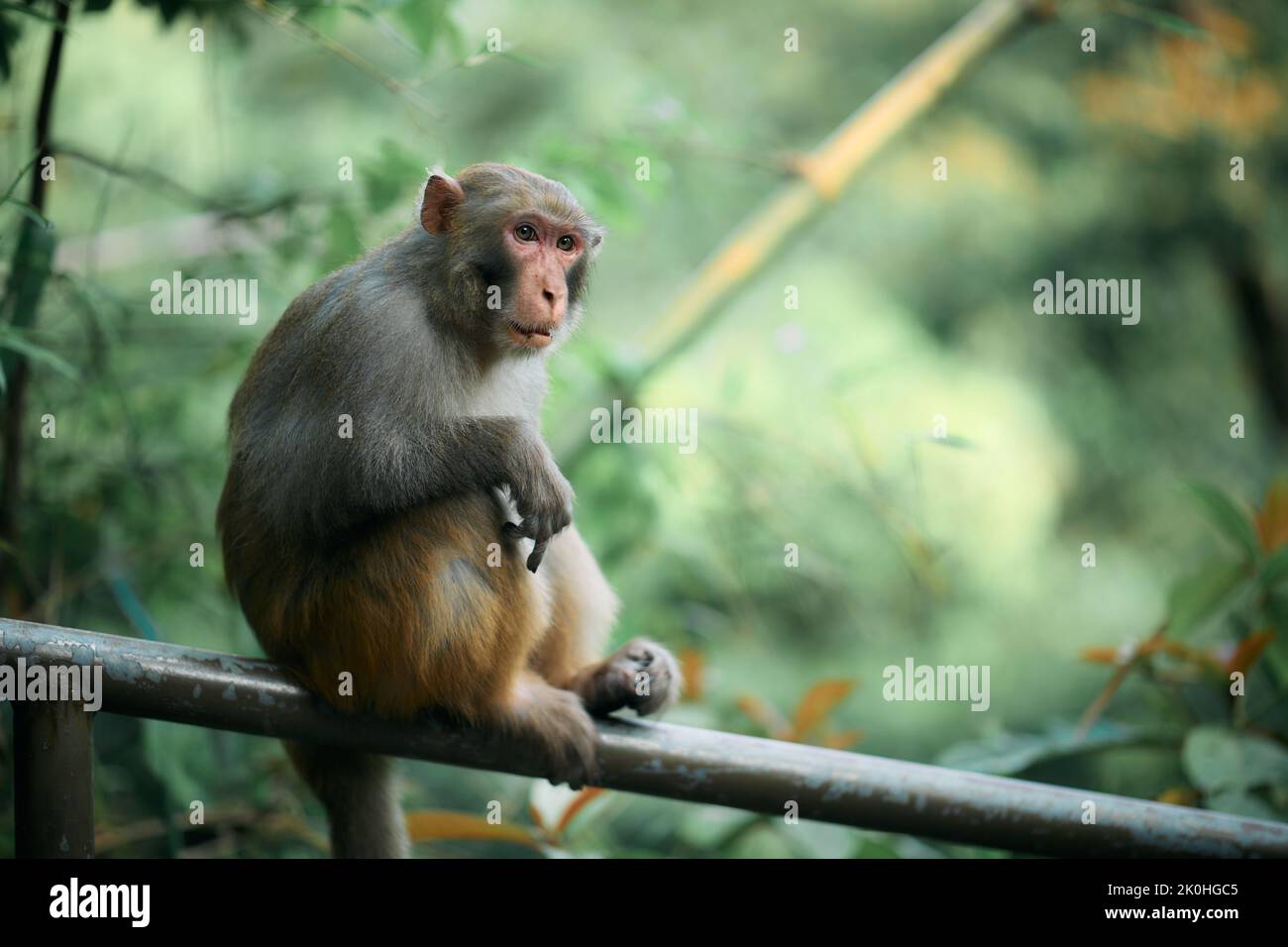 Metal Rhesus Monkey A focus shot of a cute rhesus monkey sitting on a metal railing in a ...