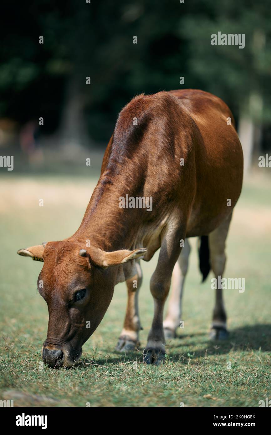 A vertical shot of a brown cow grazing in a grass field Stock Photo - Alamy