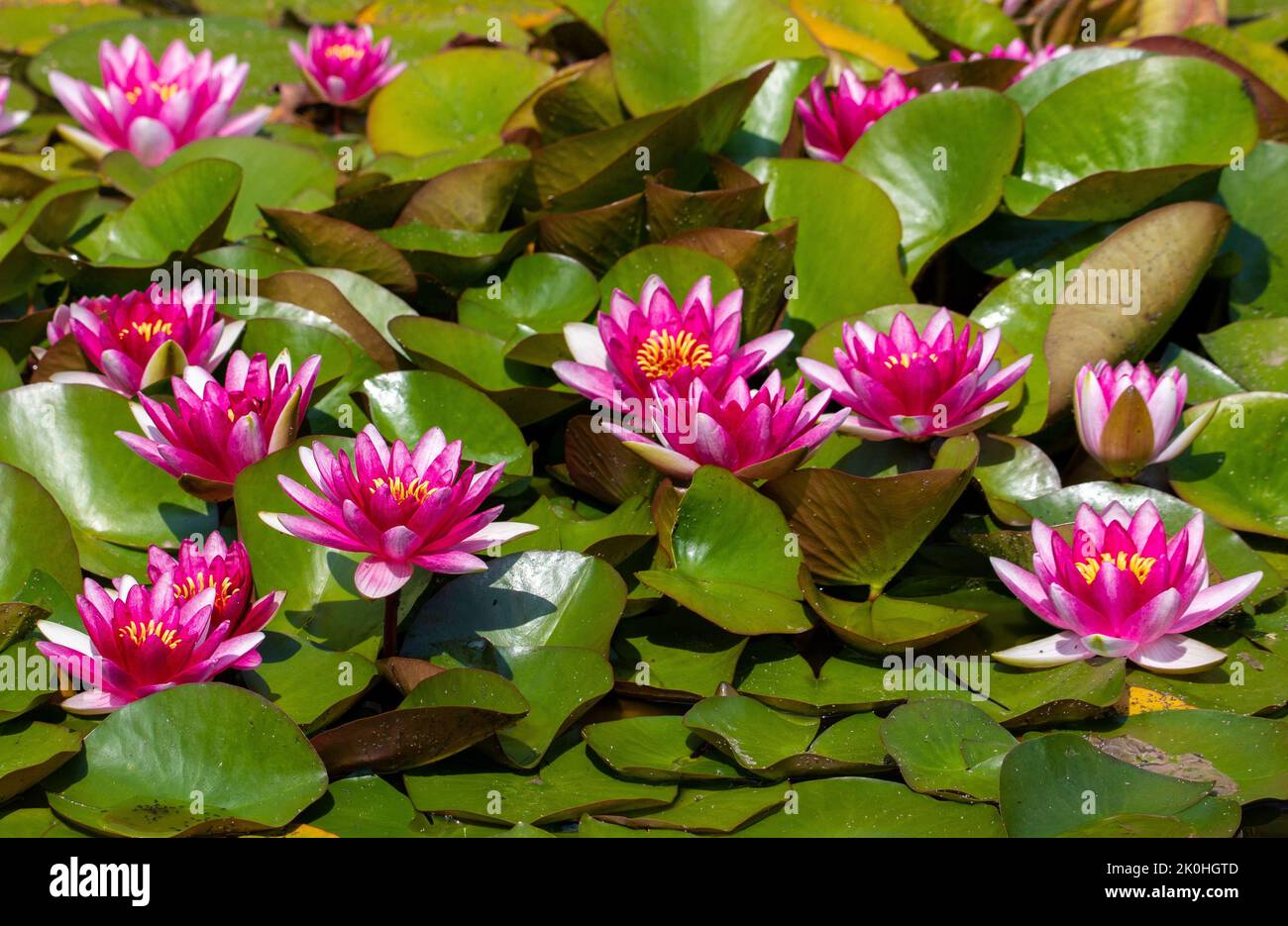A beautiful view of a cluster of pink Water lily flowers in a pond
