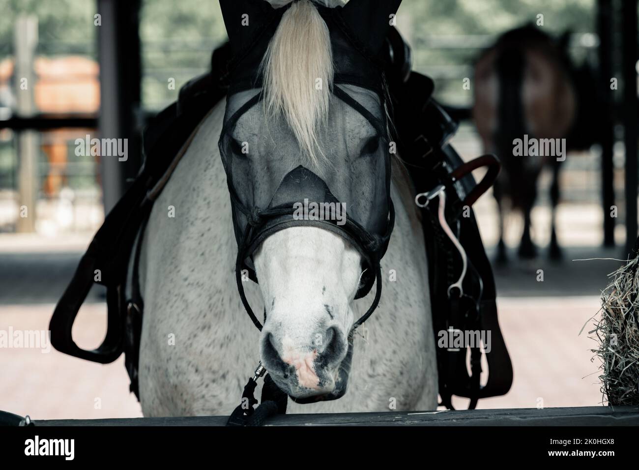 A closeup of a white harnessed horse with black spots Stock Photo