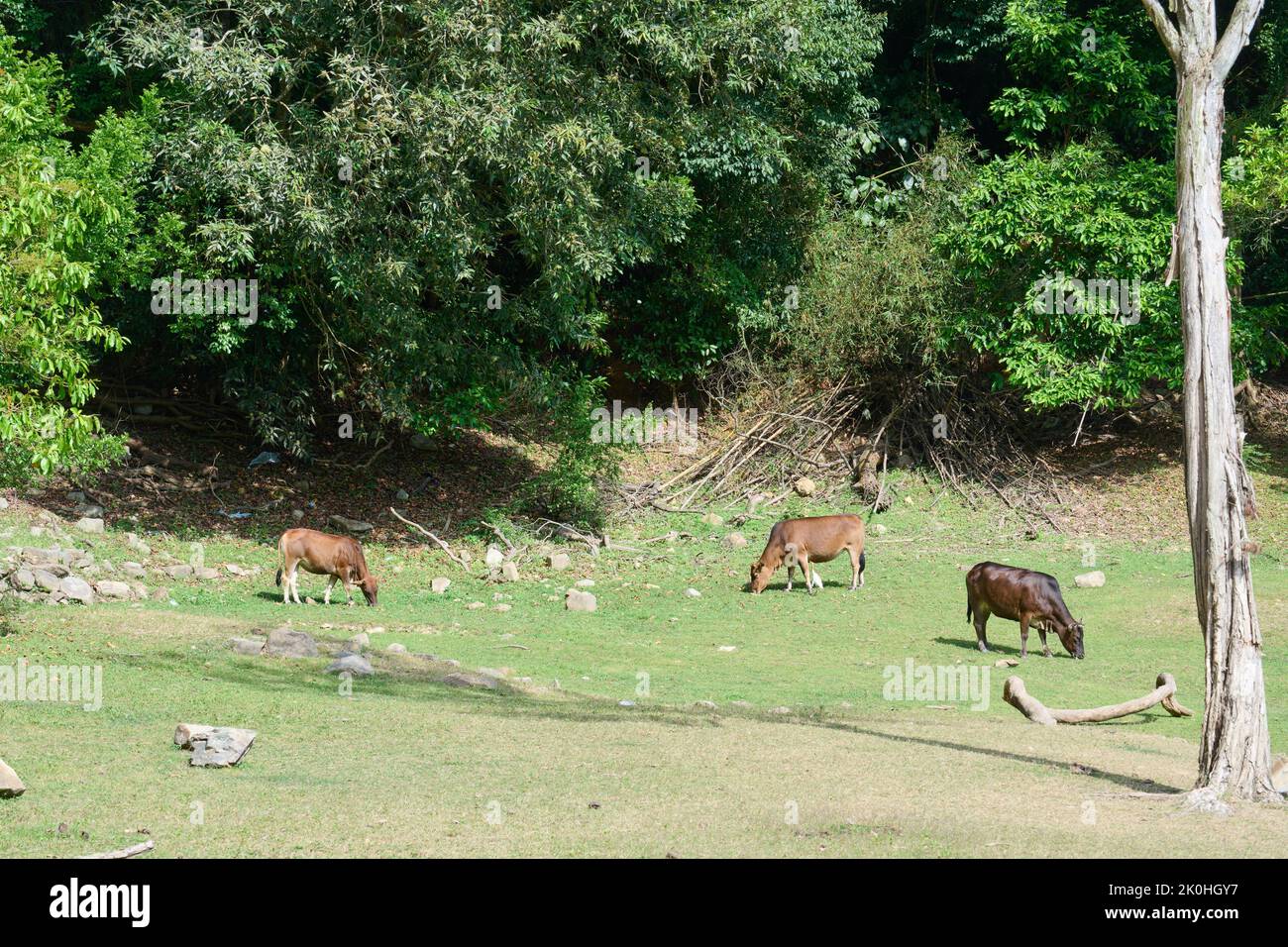 Three brown cows, Bos taurus, pasturing in a field Stock Photo