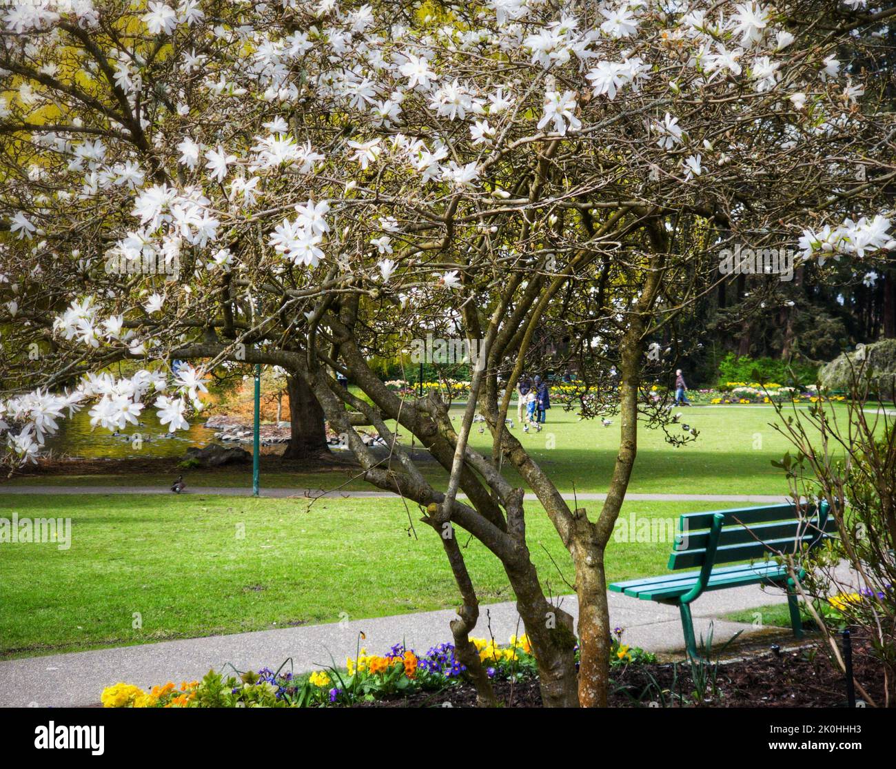 A beautiful view of a wooden bench in a park with trees on a sunny day ...